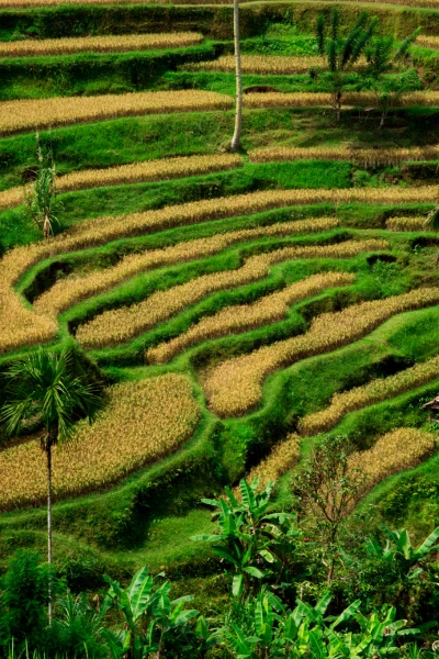 Travel to Indonesia, Viaje a Indonesia, Viaggio in Indonesia